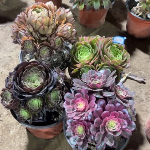 124多肉植物组合