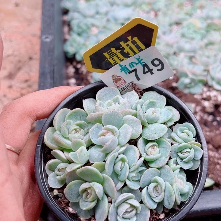 多肉植物多肉植物