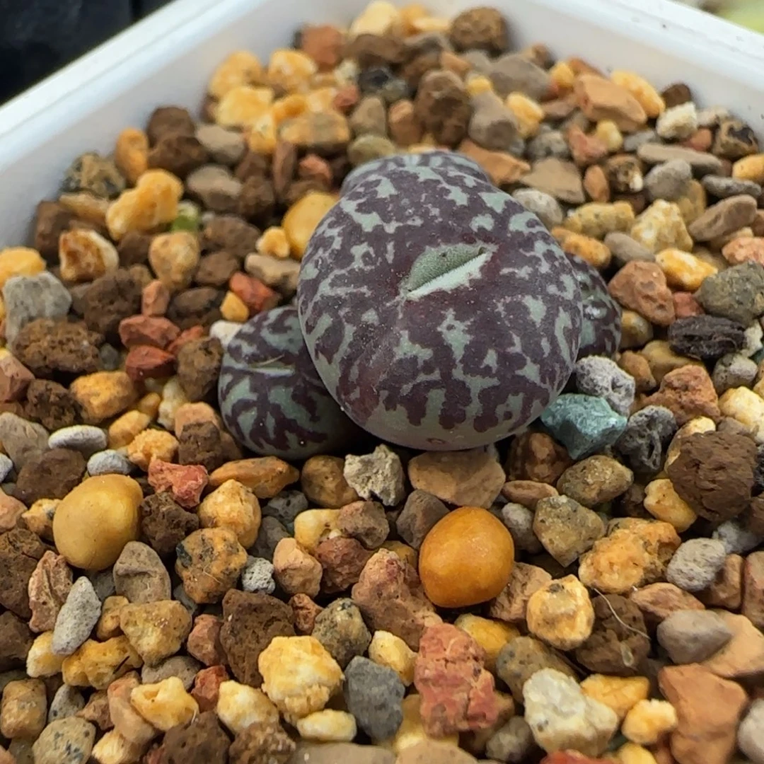 多肉植物后代超墨57号