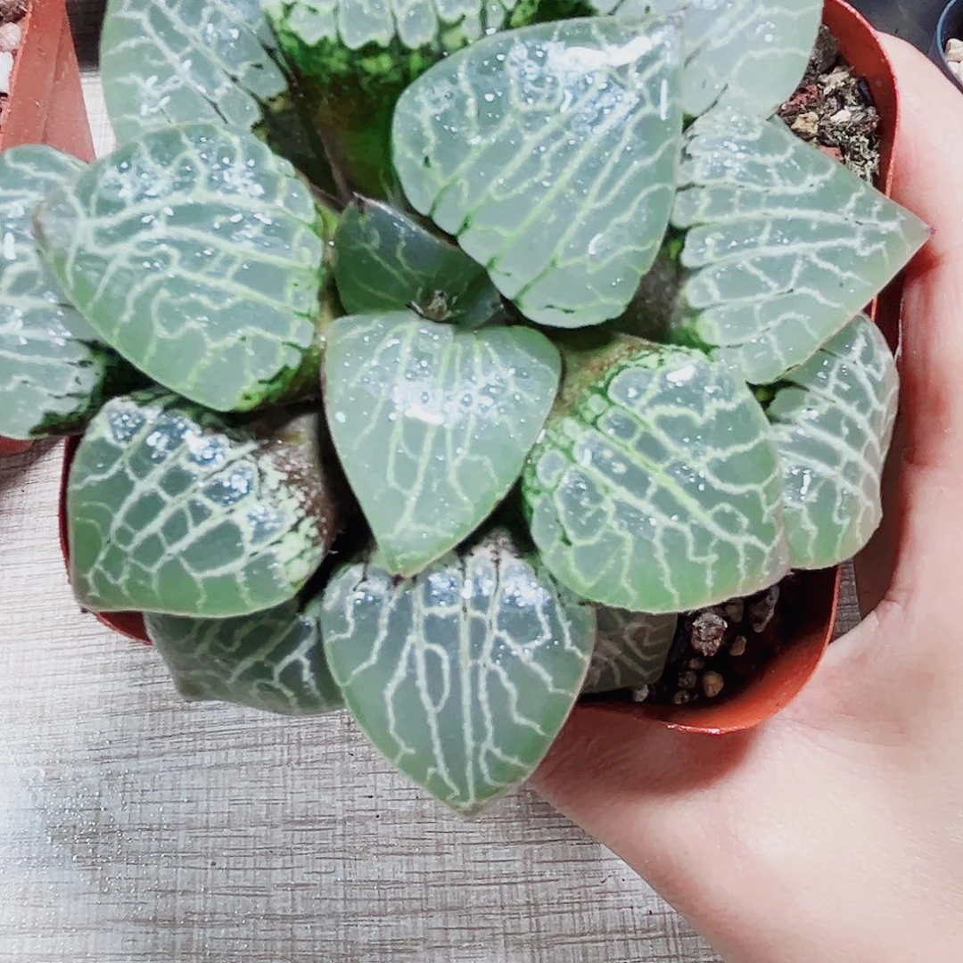 水晶康平101多肉植物