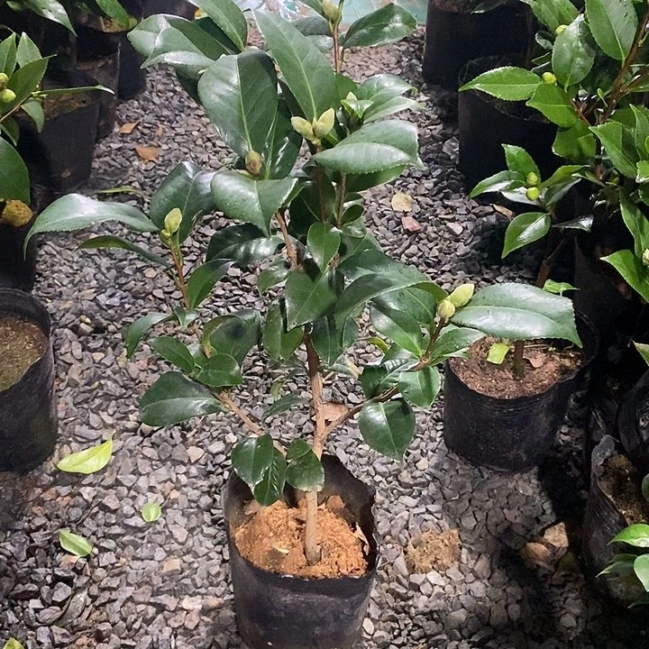 花露珍放漏 无花朵少量花苞