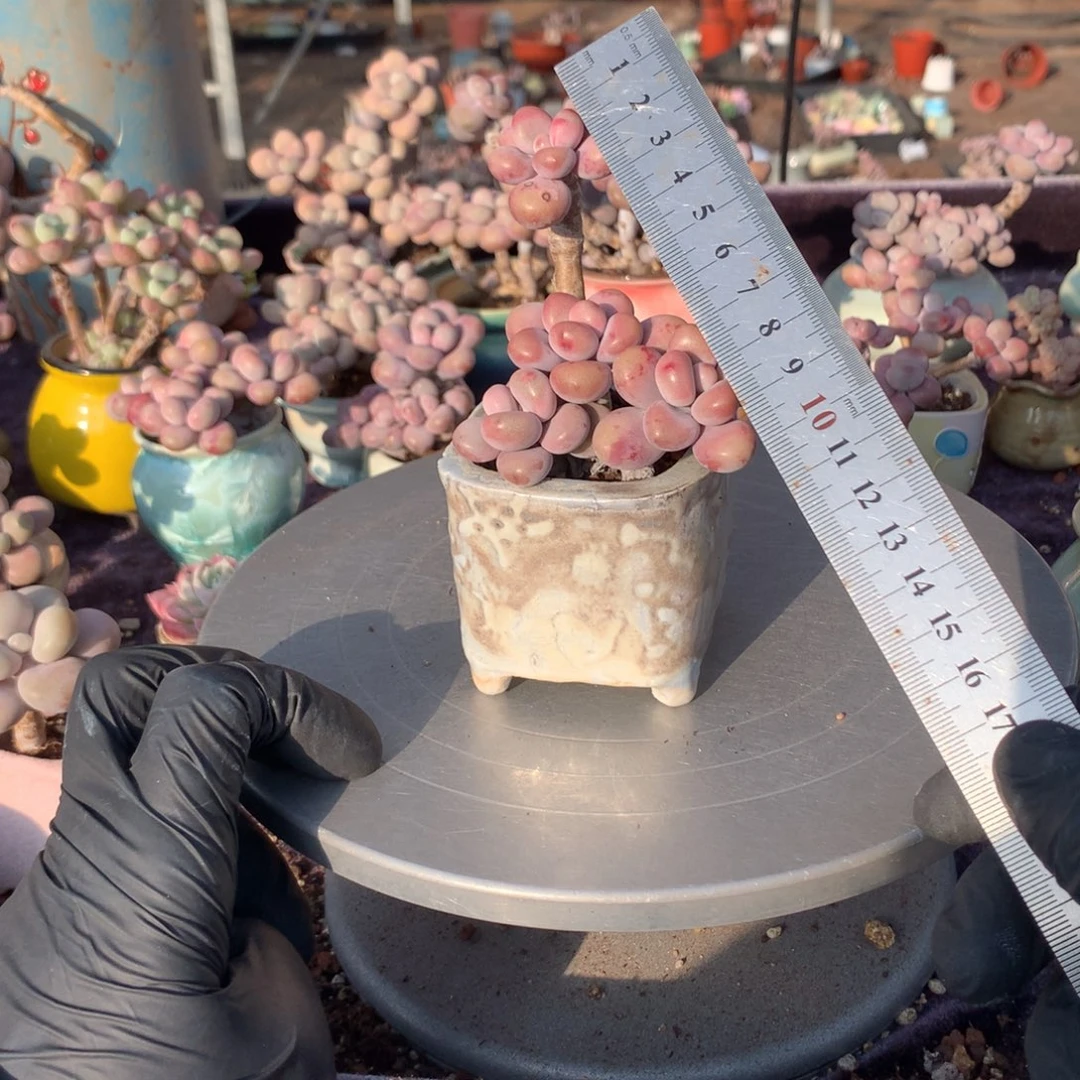 35号桃蛋带盆偏远地区不包邮的