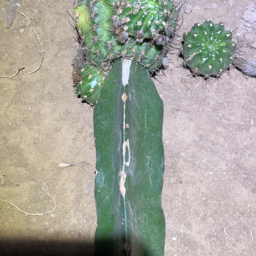 花***夕56C 嫁接 带根 发货