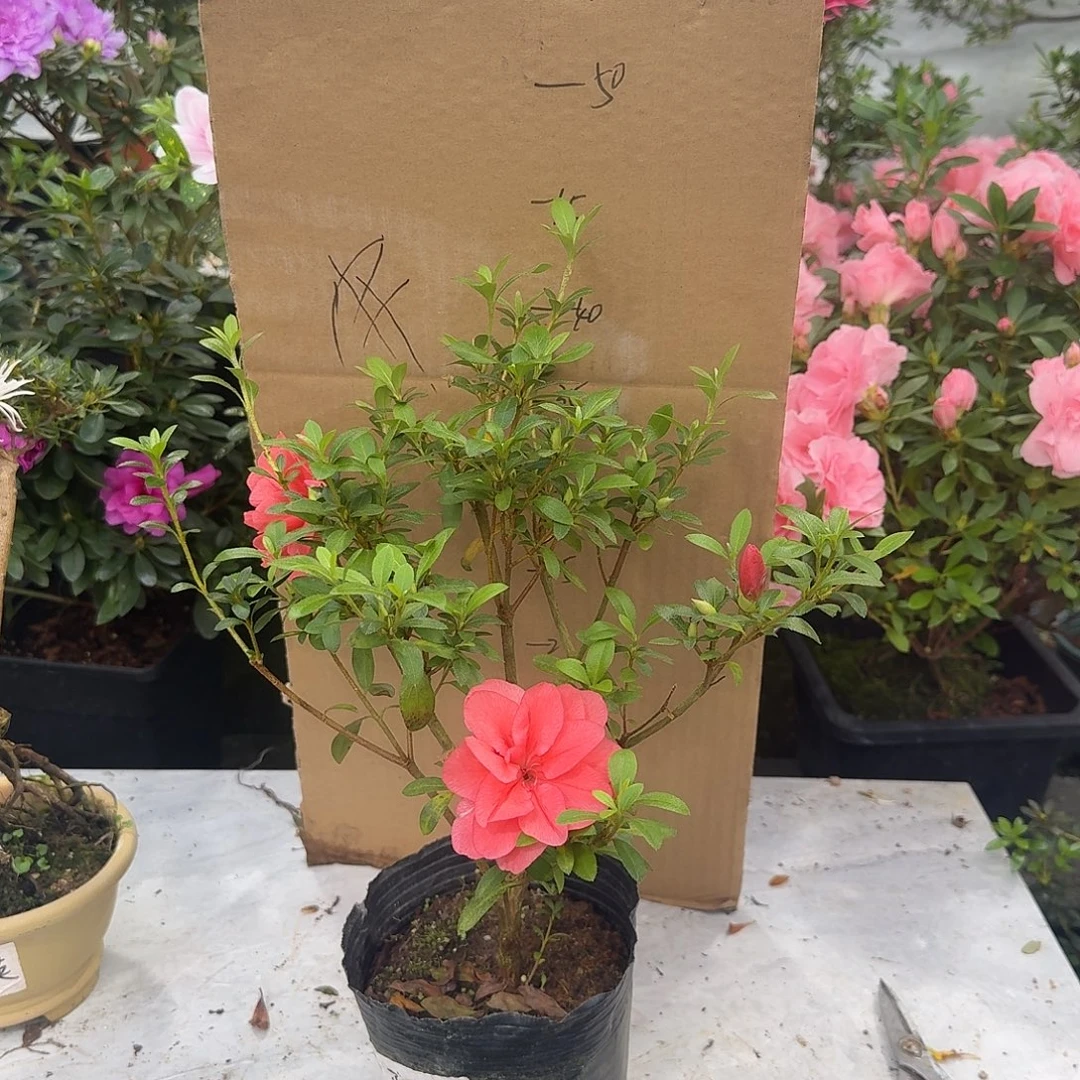 完全开放小玉之舞杜鹃花