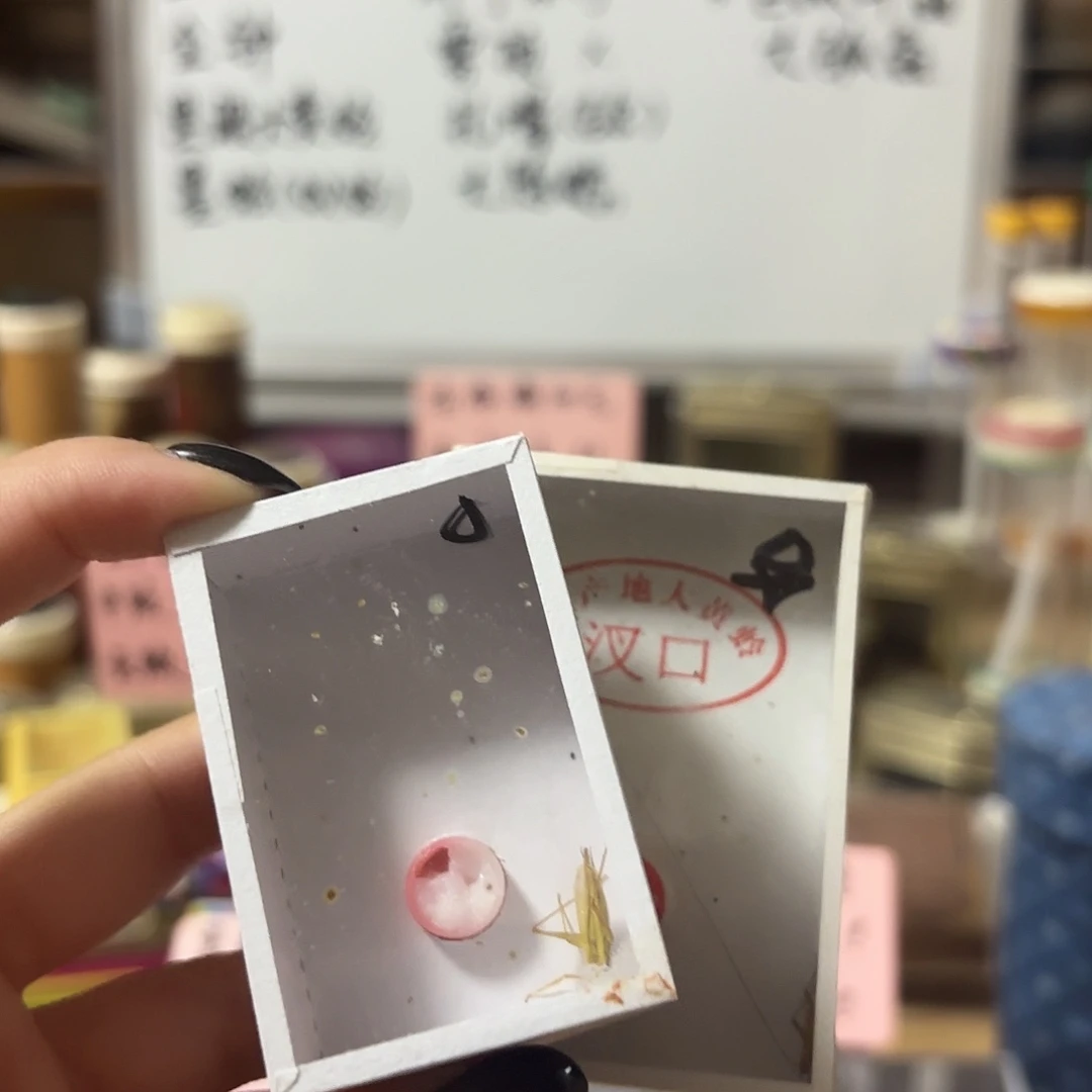 断须紫竹 大黄野生