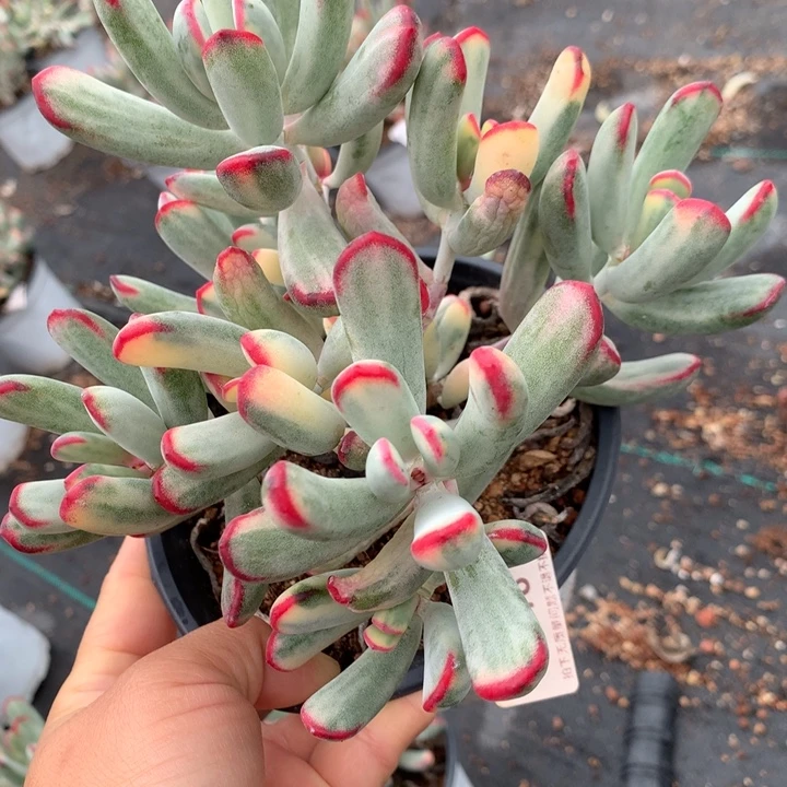 无花朵帮叶福娘锦1218