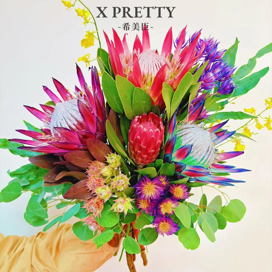 【金玉满堂】南非进口帝王花 鲜花 高档鲜切花 可做干花