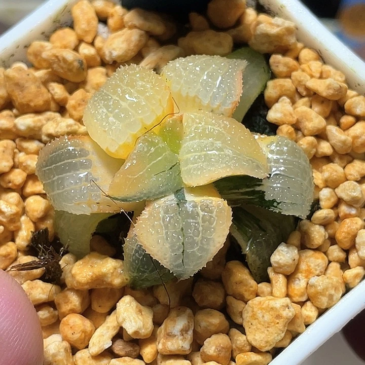 592糊斑天空之镜锦特选福利