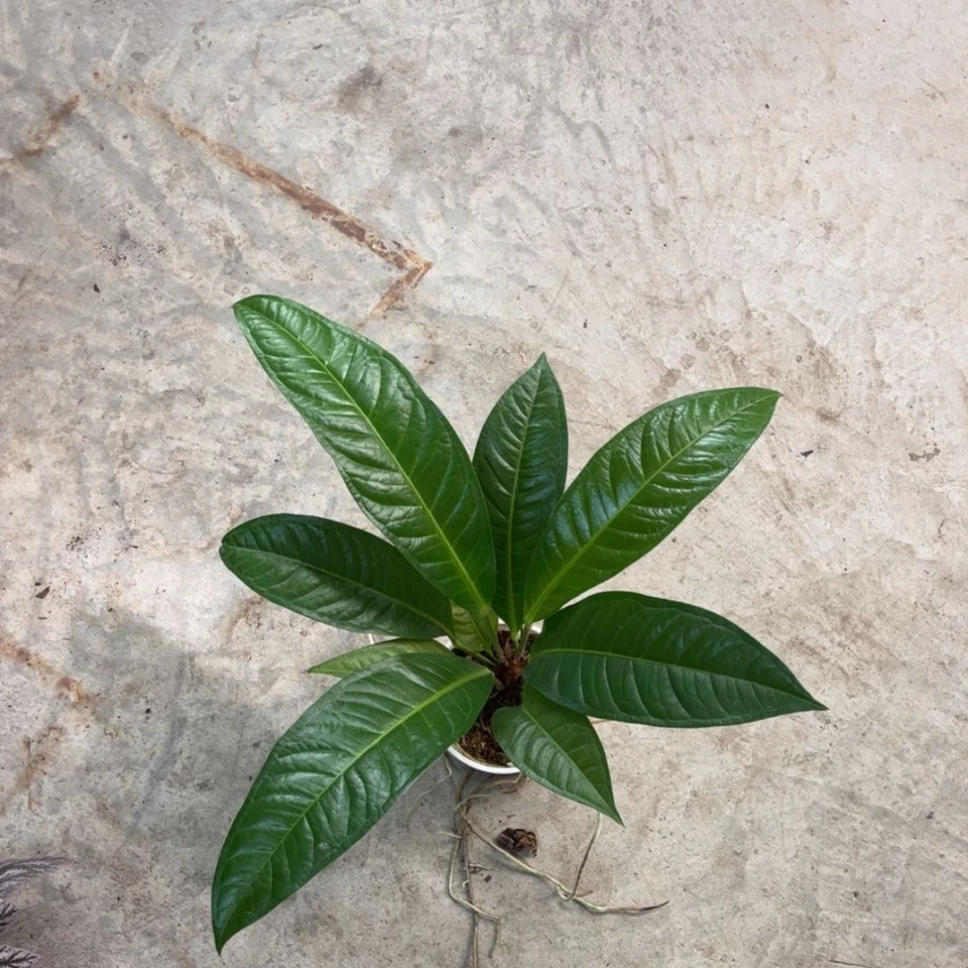 无花朵垂叶花烛（活动无售后
