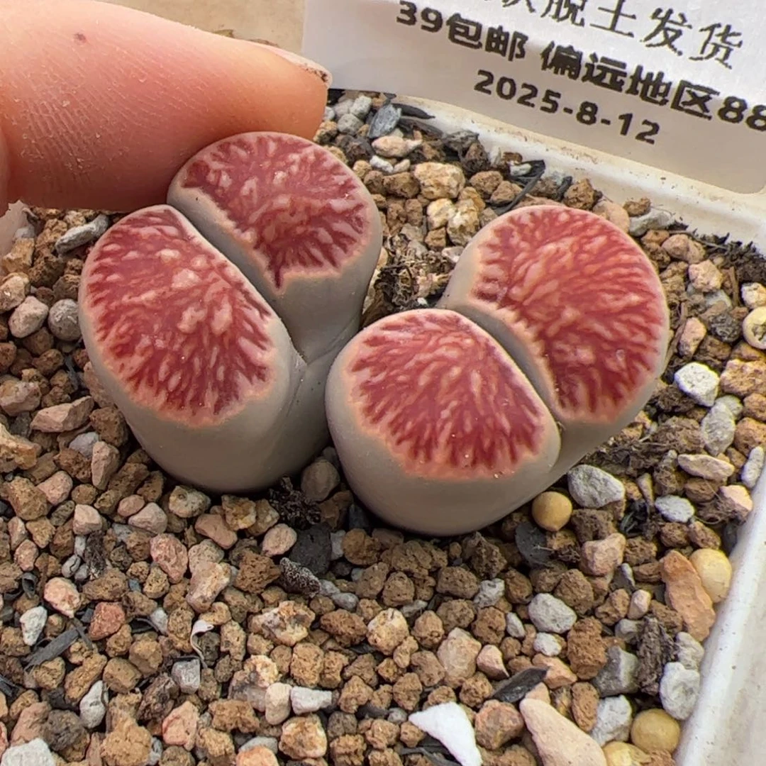 0386号 菊 多肉植物