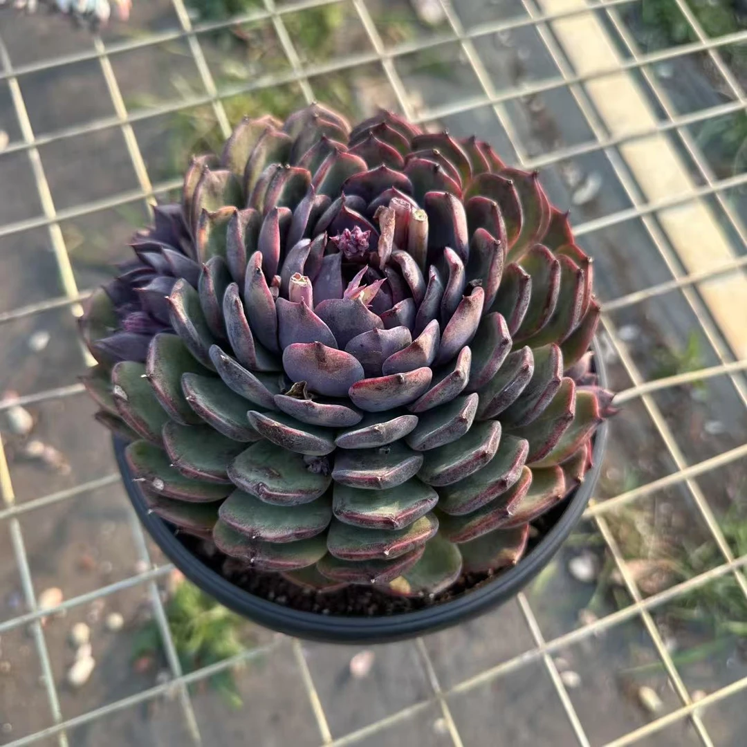 蓝色妖姬 多肉植物  云南基地直发货 新手好养 室内外办公室 绿植