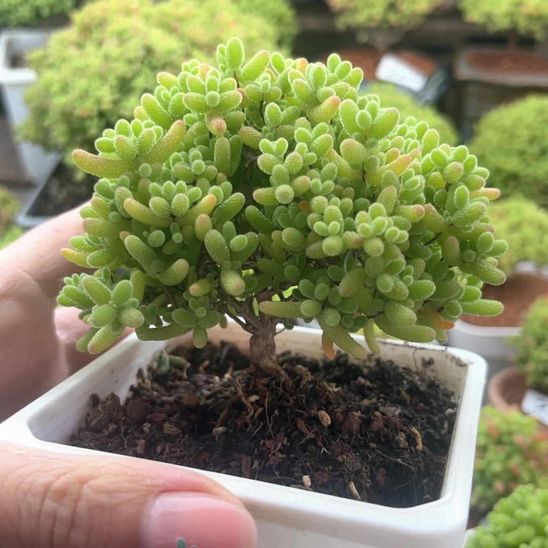 无花朵237蜜桔可爱多肉植物