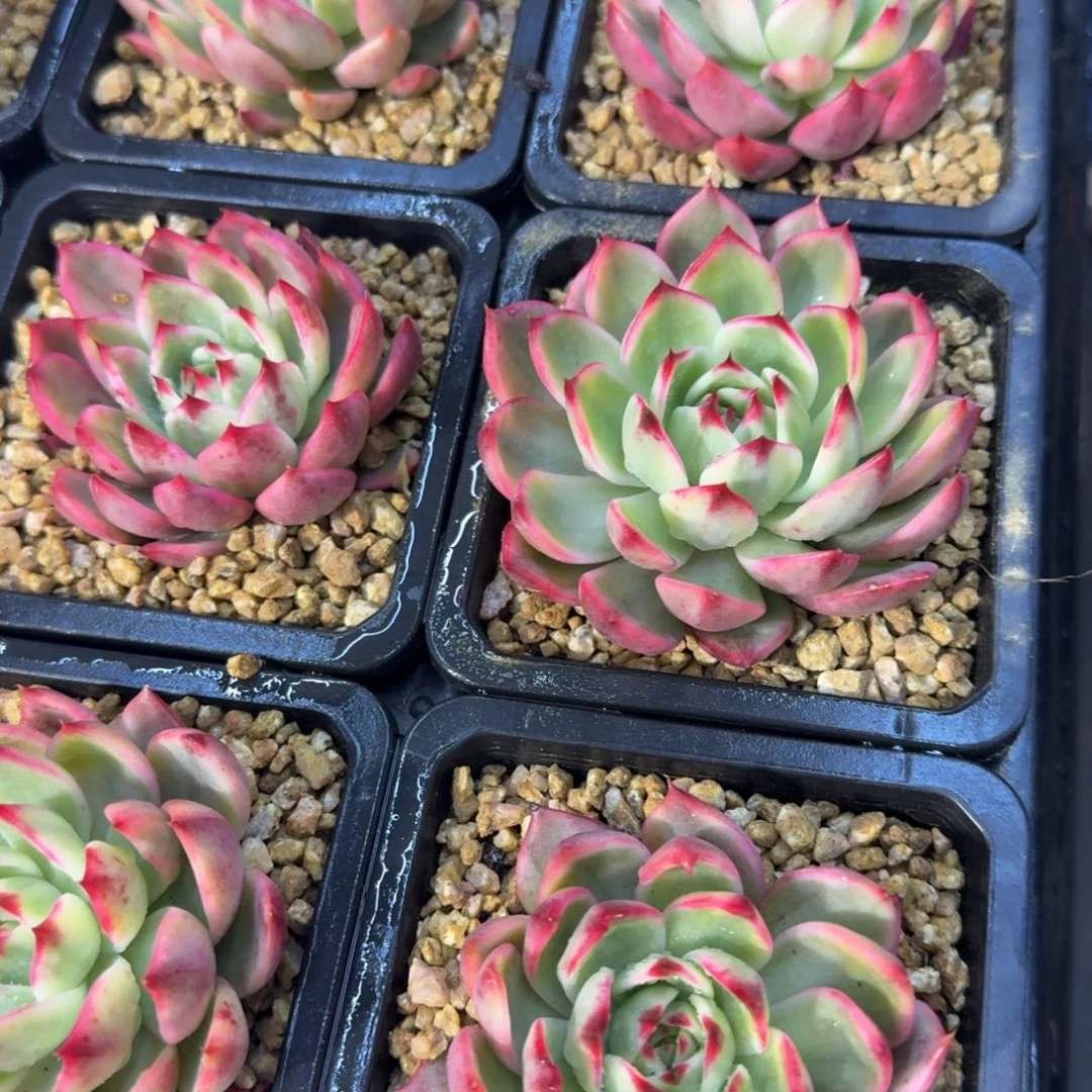 桃花锦，多肉锦多肉