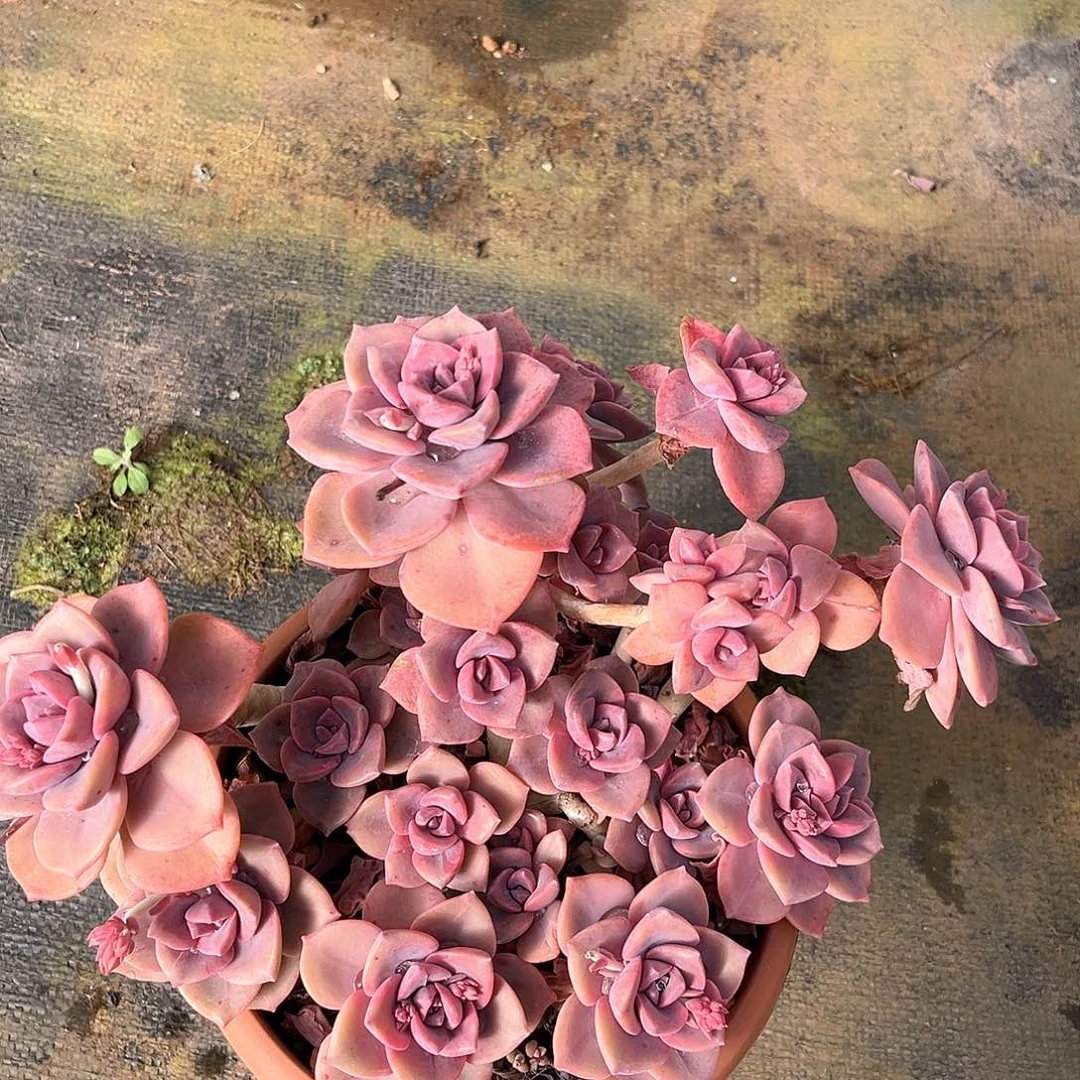 小杰彩虹糖11036