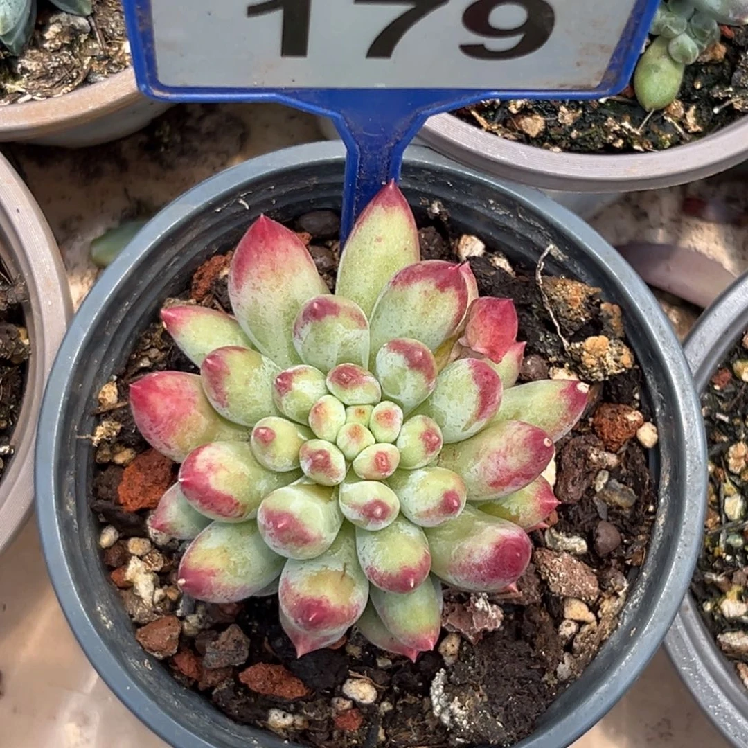 多肉植物岩字美人179