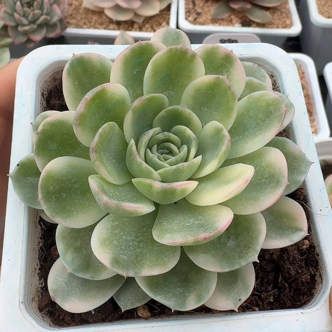 茉莉花锦10厘米盆