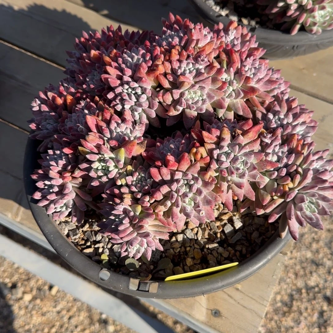 ?250218多肉植物仙女杯003飞哥