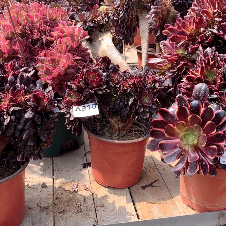 欧嘉莉缀多肉大师810