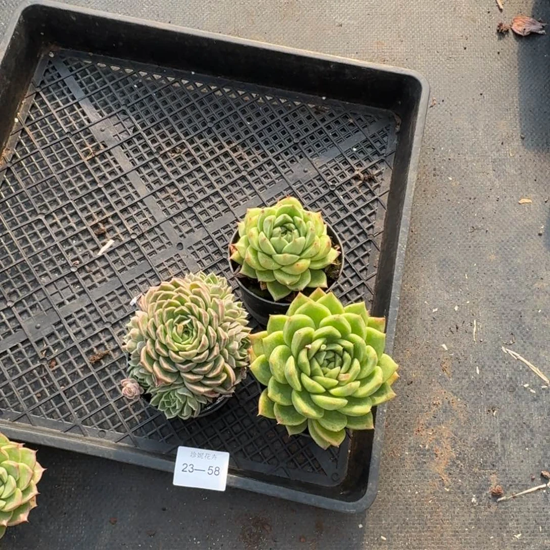 麦秆三颗量拍23-58