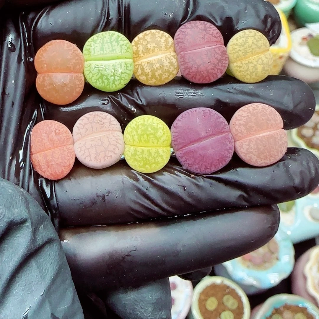 生石花满18包邮1030-46