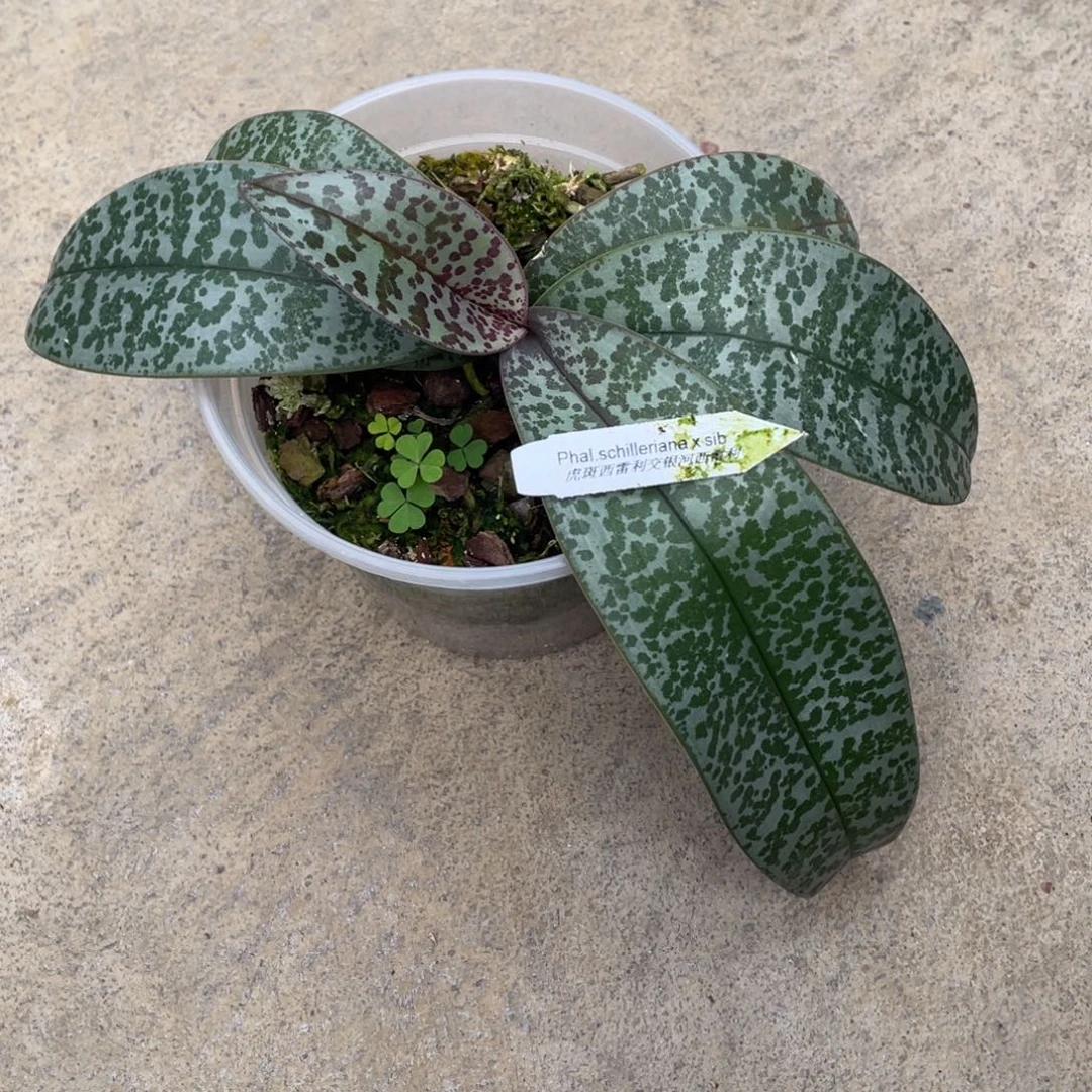 当前无花栽培后可以开花虎斑交银河，浓香