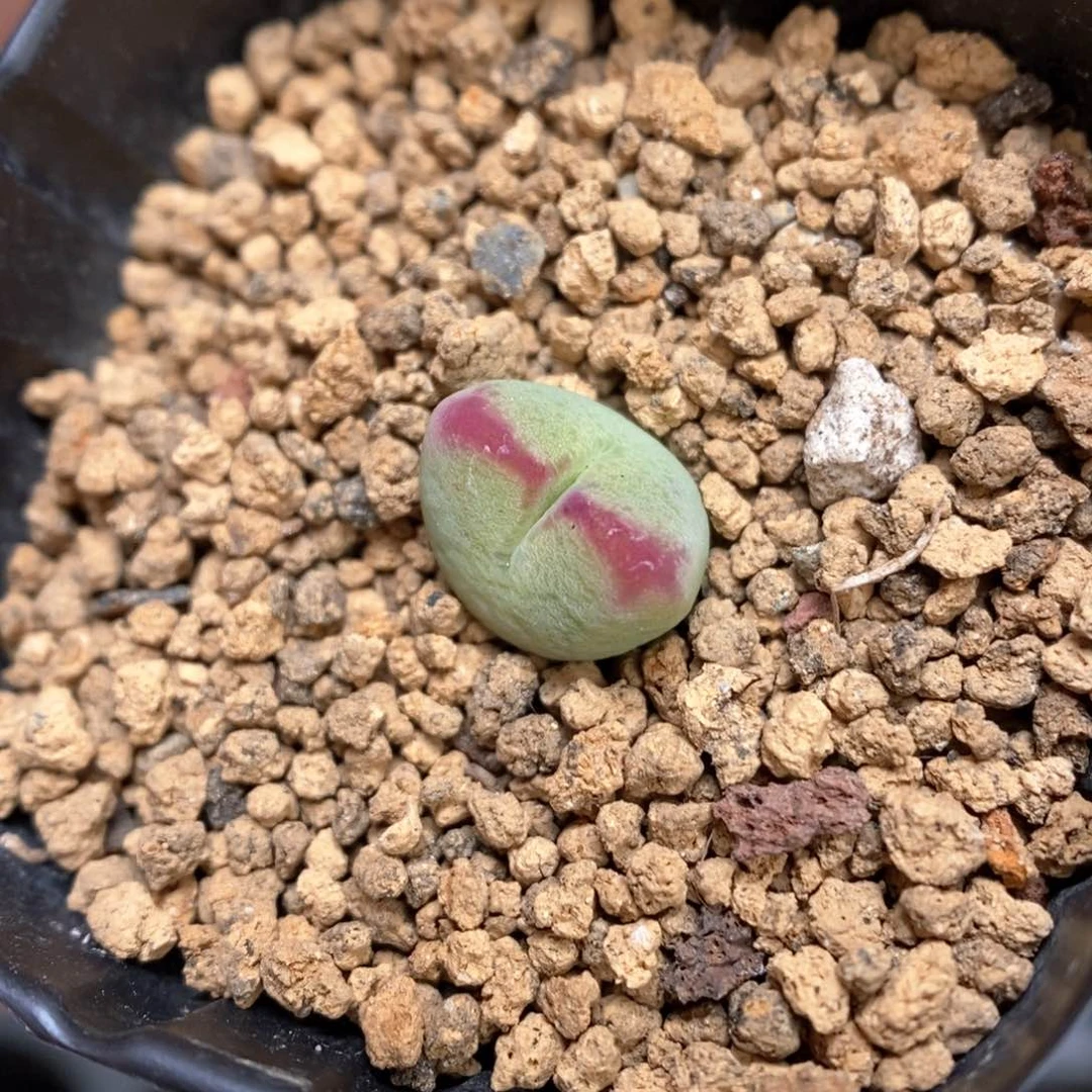 多肉植物肉锥杂交K-195 将杂 箭头纹