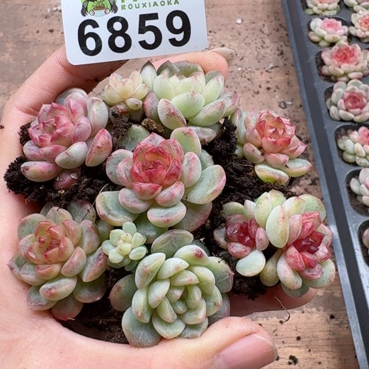 多肉植物多肉植物