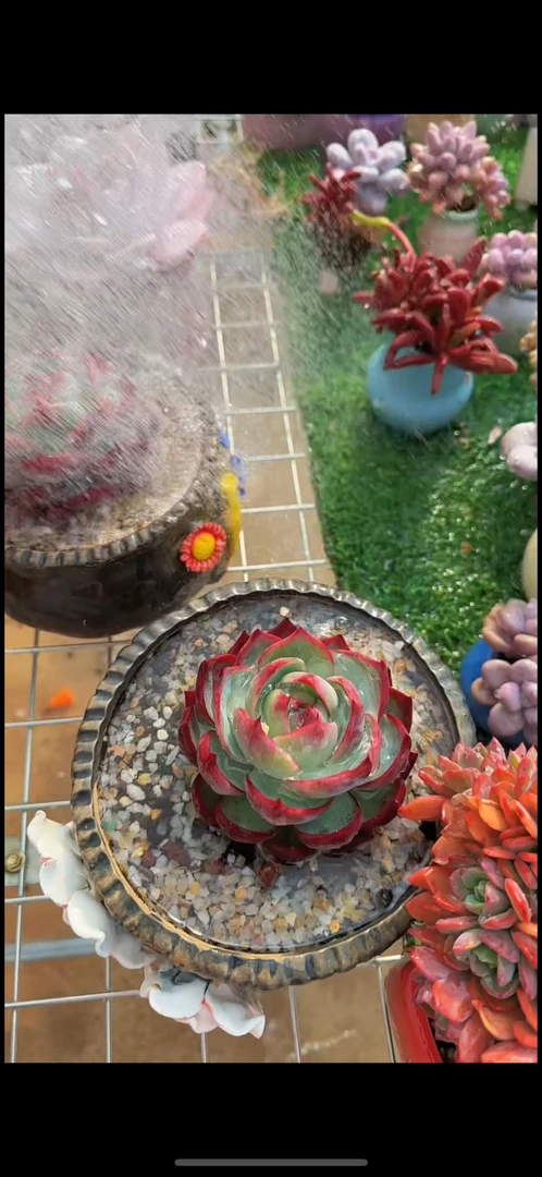 精选多肉植物，基地直发