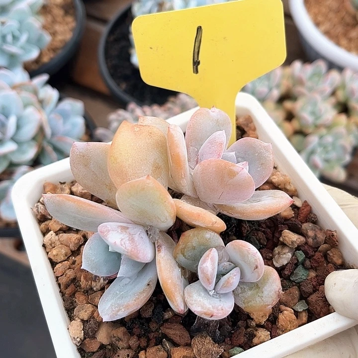 奶茶1号码牌子的话题