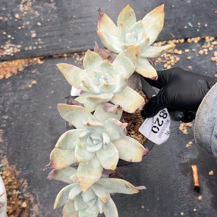 赛丽娜～一物一拍820