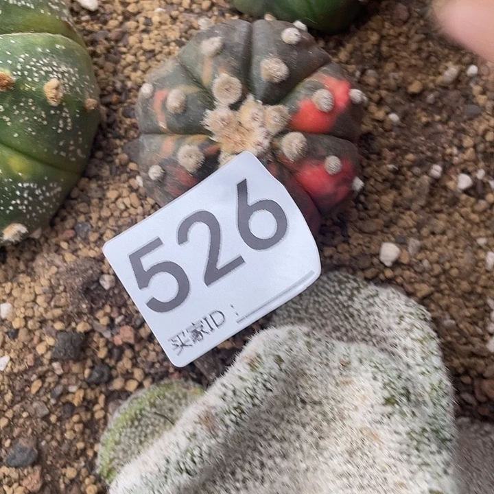 仙人球无花朵526号