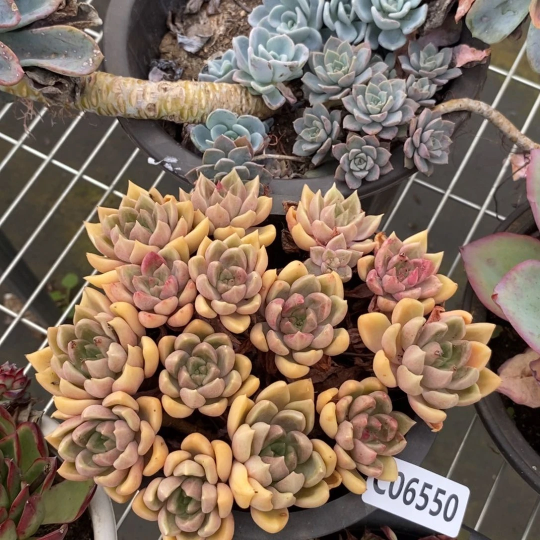 小***心6550绚丽璀璨一物一拍