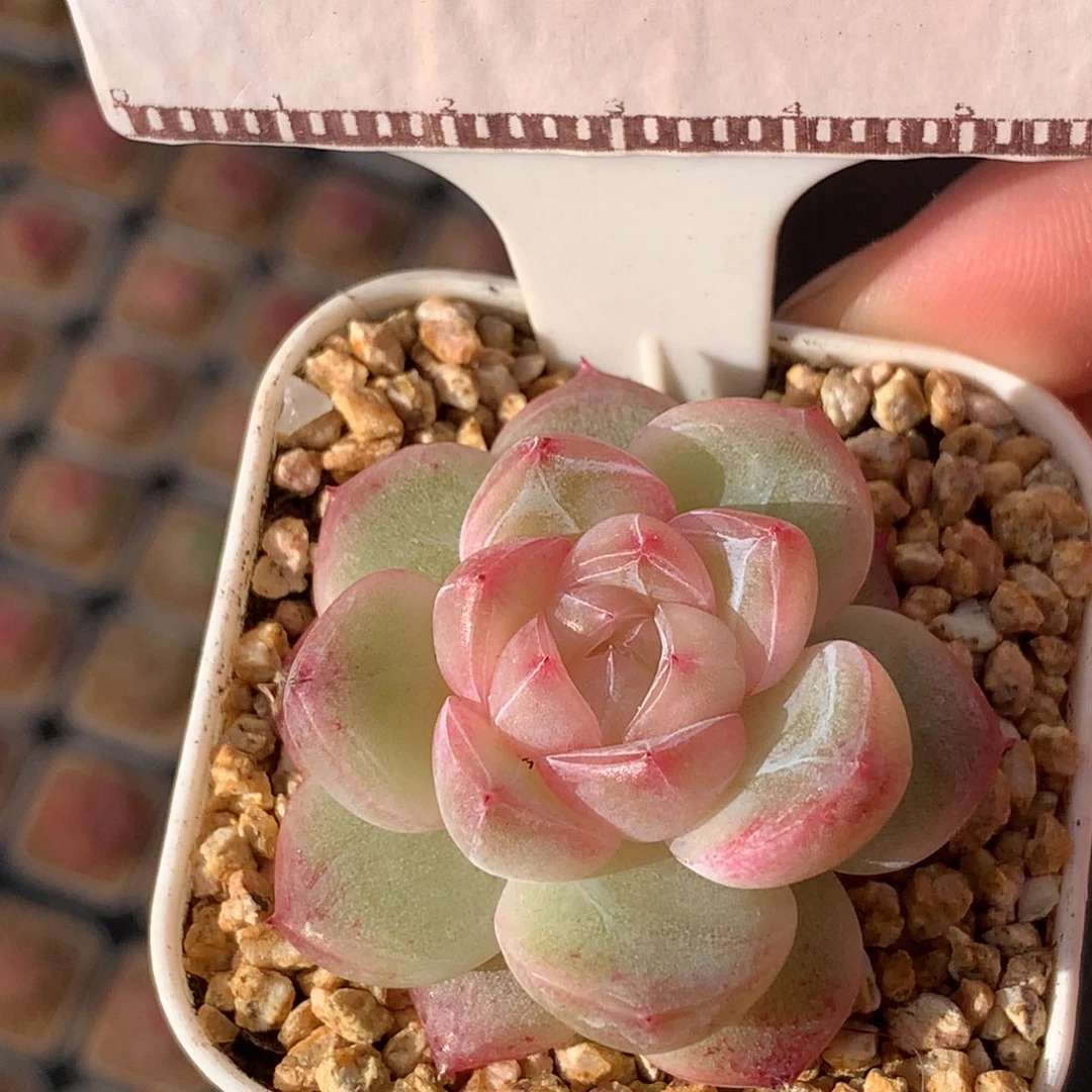 珍妮优选精品多肉58包邮