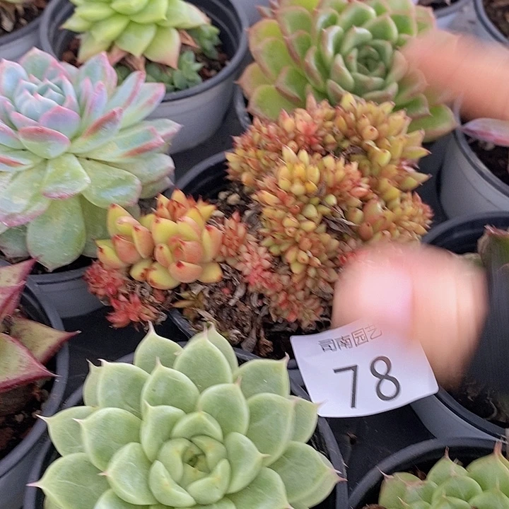 78 多肉植物盆栽花卉