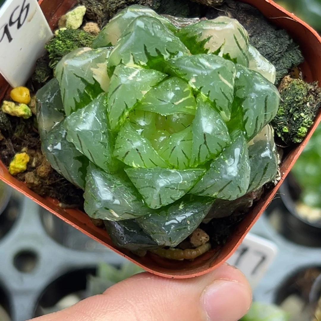 98龙鳞玉露锦一物一拍