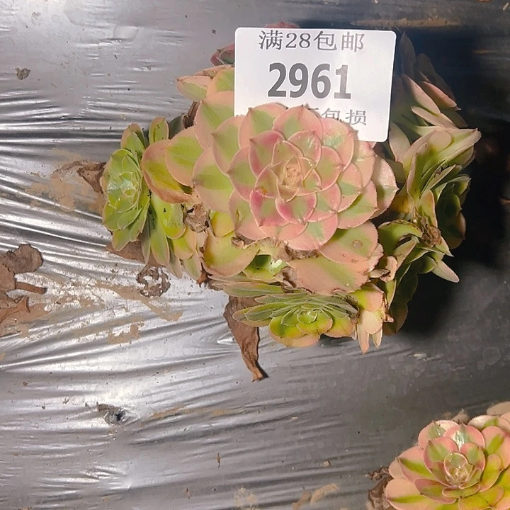 2961荔枝多肉植物保护