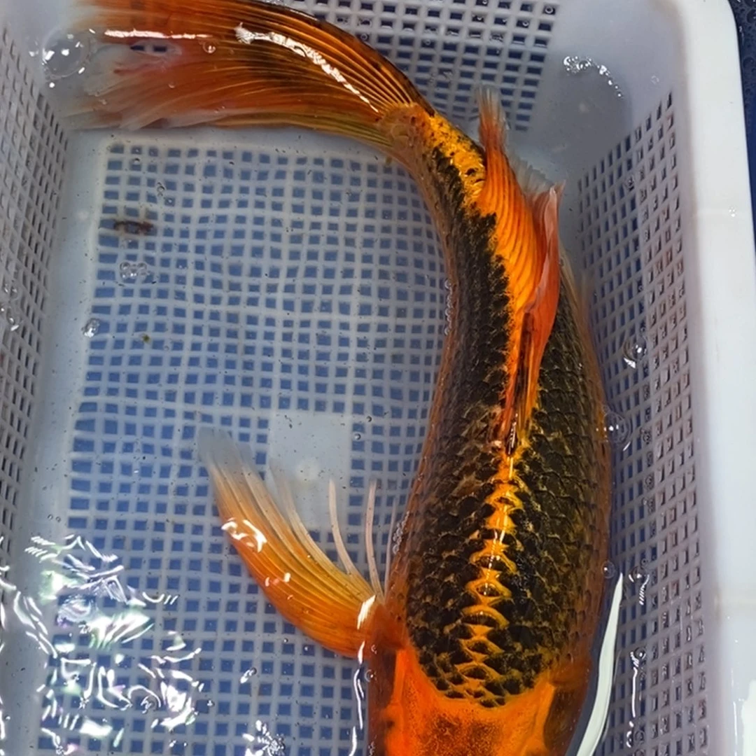 锦鲤冷水锦鲤包邮