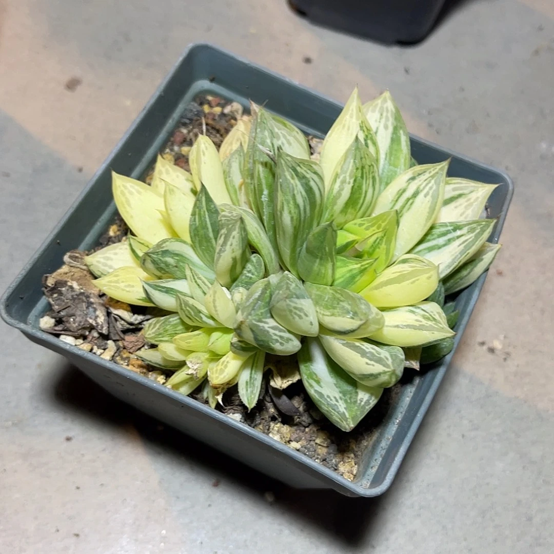 寿锦大群一物一拍