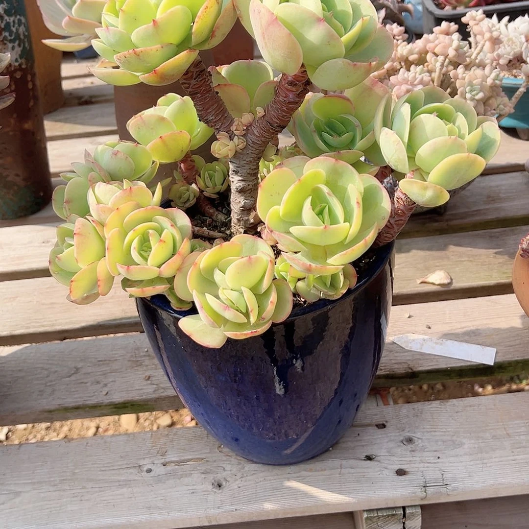 王*碧桃多肉植物脱土