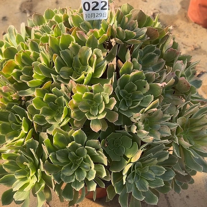 空***️10.29/22光辉多肉植物1