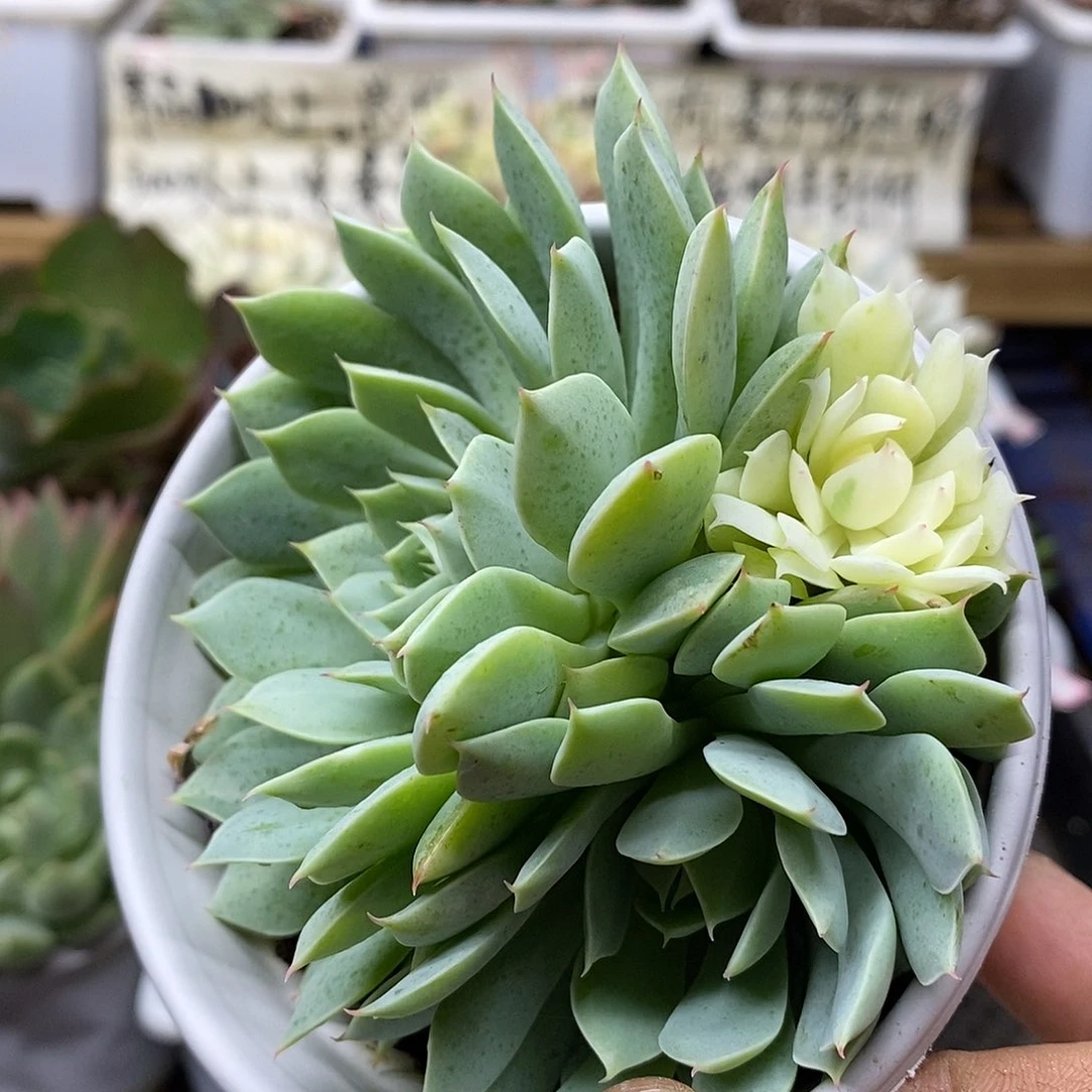 1927 风声锦多肉