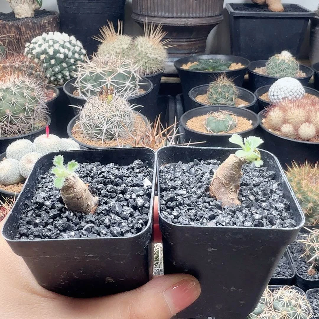 羽叶洋葵两颗带盆发货