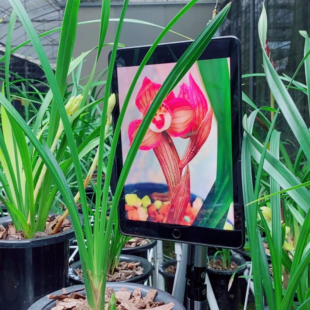 大部分花苞少量开放