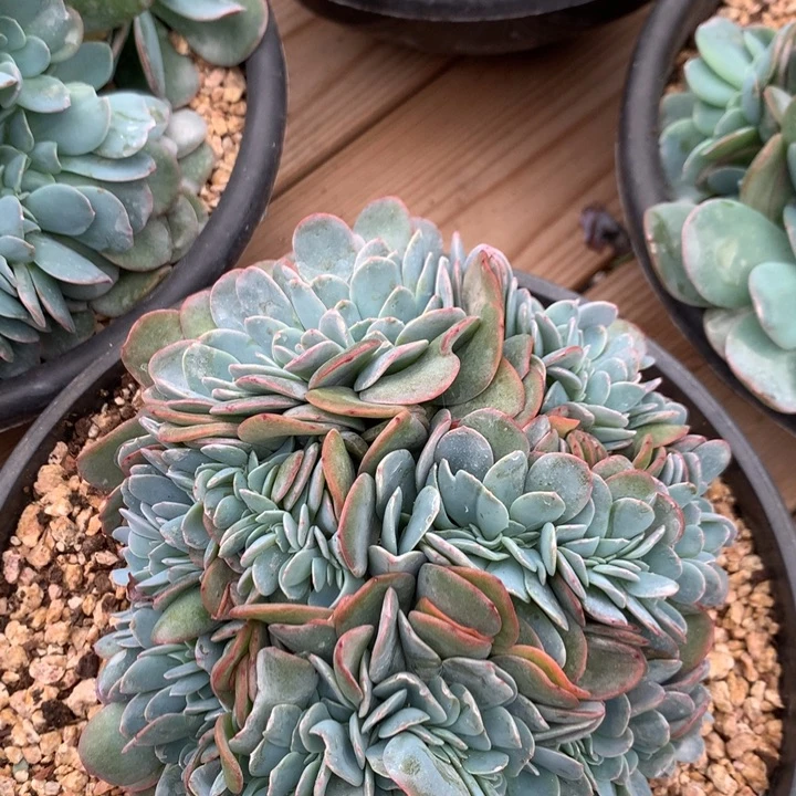 多肉植物布鲁蓝缀化