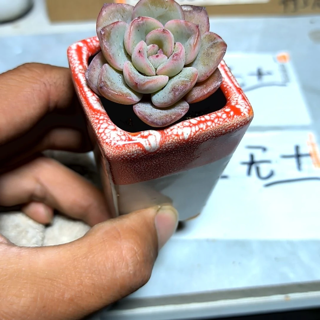 满6元包邮，泡芙绝绝子