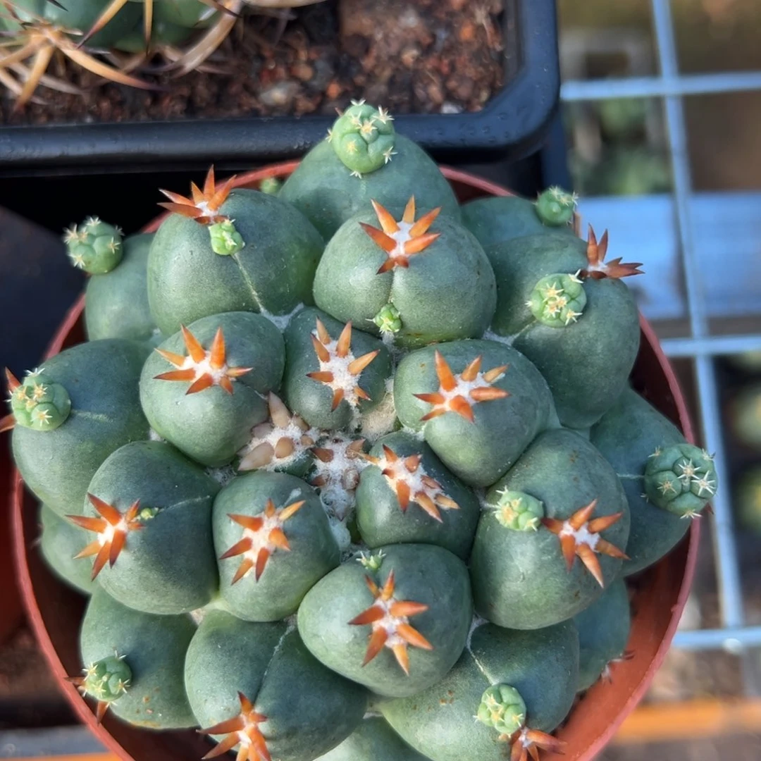 铲***官零零落落 零零落落