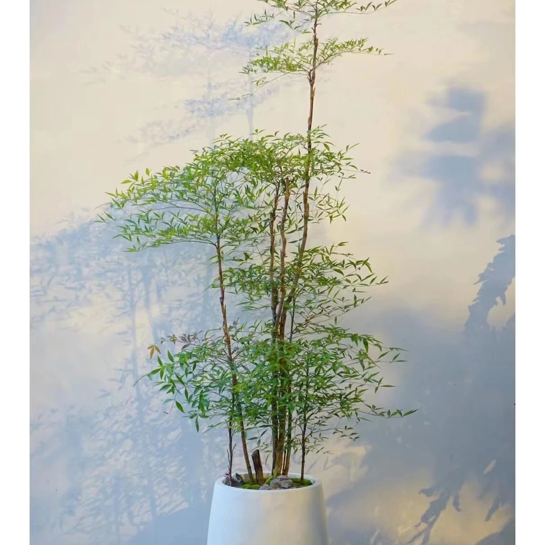 南天竹，庭院室内外均可种植