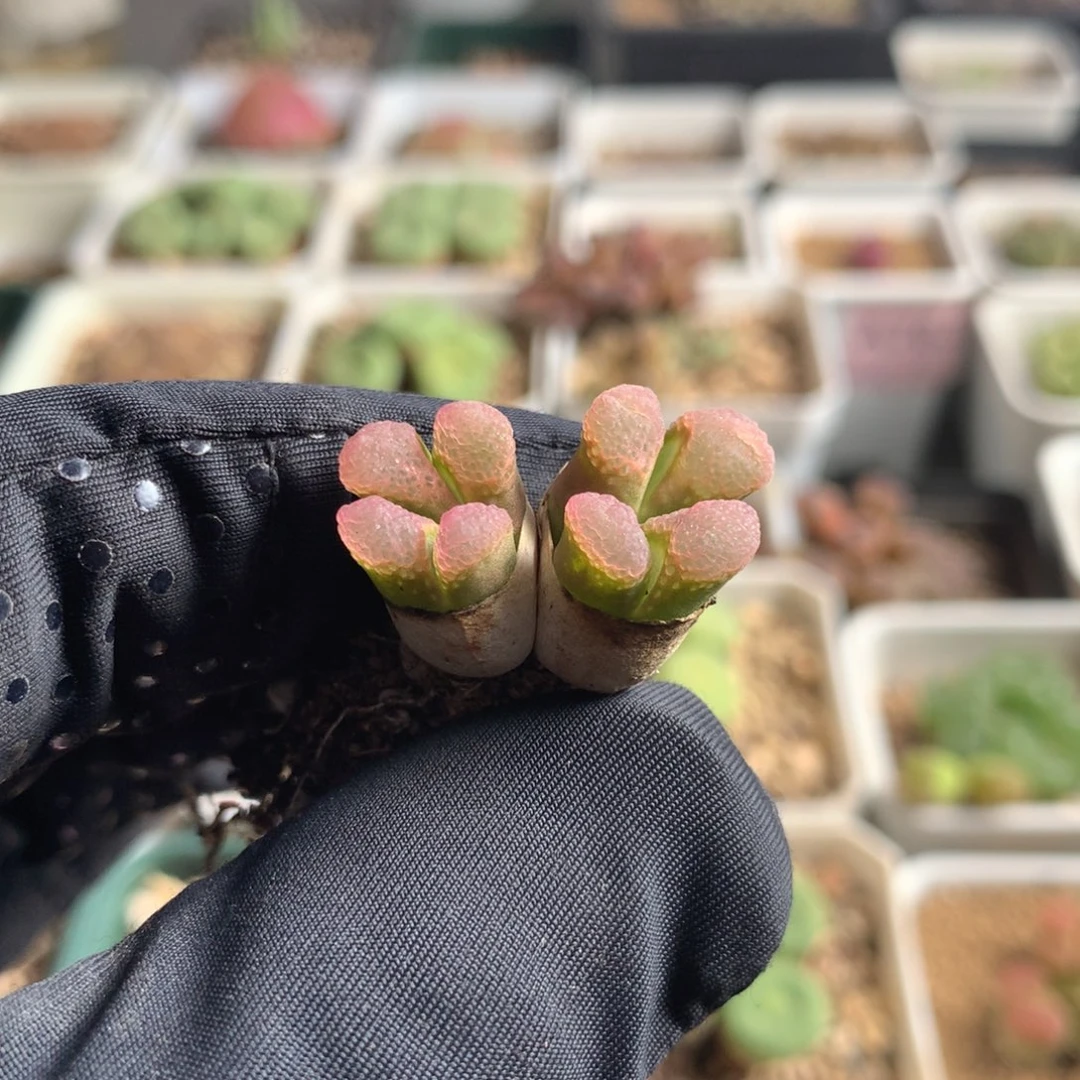 402粉樱风铃母本