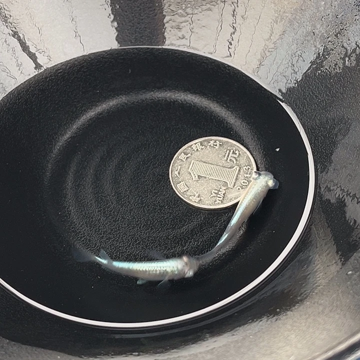 青鳉鱼泡泡眼2条2号