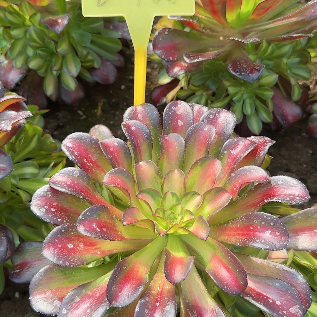 2-468+--多头多肉植物